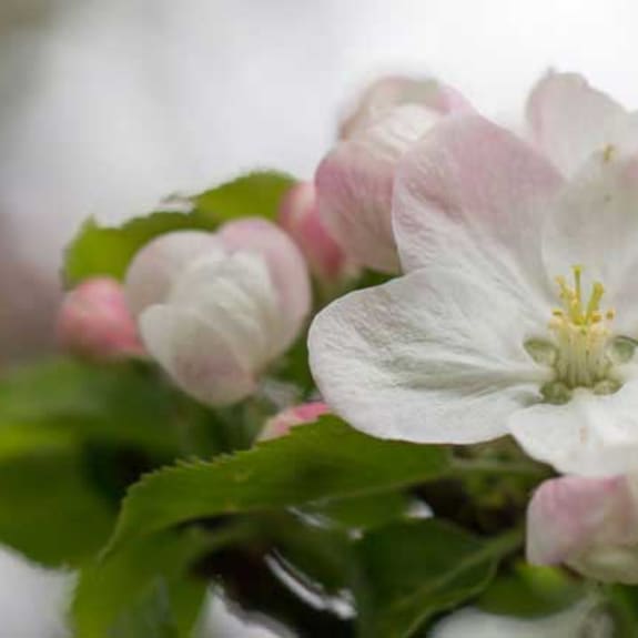 Blume, Geranie, Anemone, Blütenblatt, Blütenstaub, Blume, Geranie, Anemone, Blütenblatt, Blütenstaub