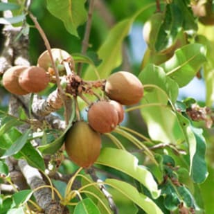 Food, Nut, Produce, Pear, Grain, Food, Nut, Produce, Pear, Grain