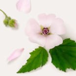 Flower, Petal, Plant, Leaf, Geranium