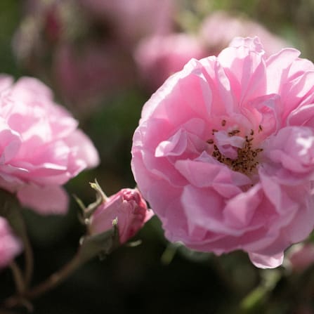 Rose (Rosa) mit rosa Blütenblättern in Nahaufnahme, Blüte und Knospe