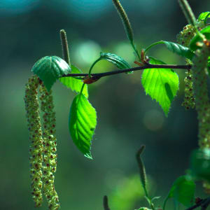 Birke - Betula pendula Roth
