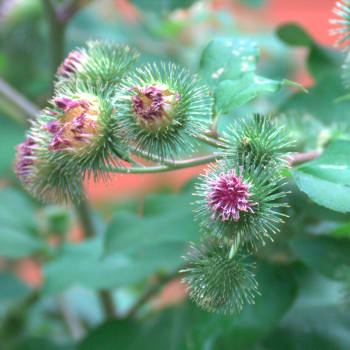 Klette - Arctium lappa L.