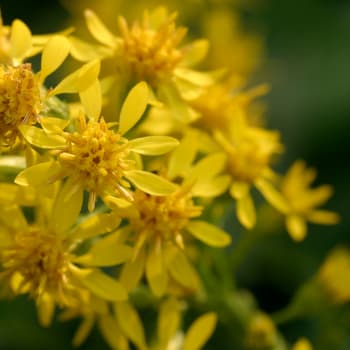 Goldrute - Solidago virgaurea L.