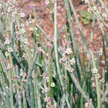 Candelilla - Euphorbia antisyphillitica, Euphorbia cerifera, Pedilanthus pavonis