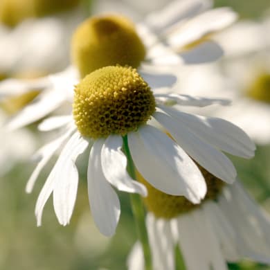 Kamille - Chamomilla recutita L.