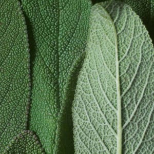 Salbei - Salvia officinalis