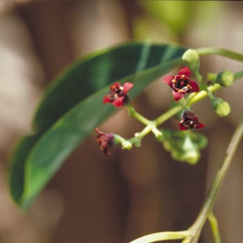 Sandelholz - Santalum album L.