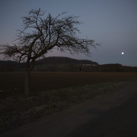 Laubbaum, Wiese, Dunkelheit