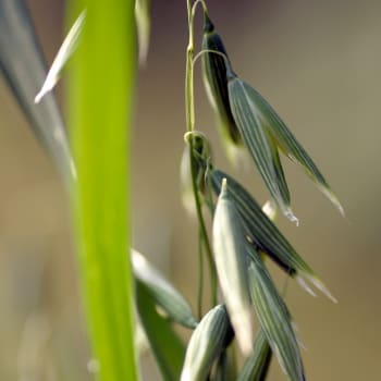 Hafer - Avena sativa L.