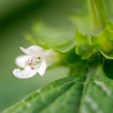 Melisse - Melissa officinalis L.