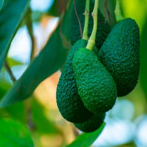 Avocado - Persea americana