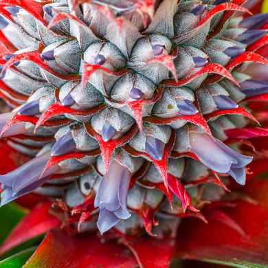 Ananas - Ananas comosus (L.) Merr., Ananas sativus L.