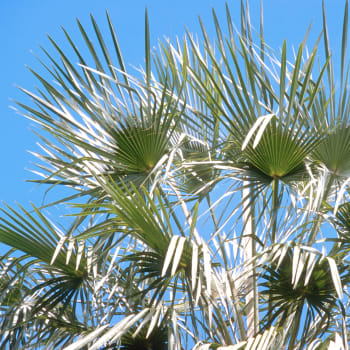 Carnauba - prunifera 