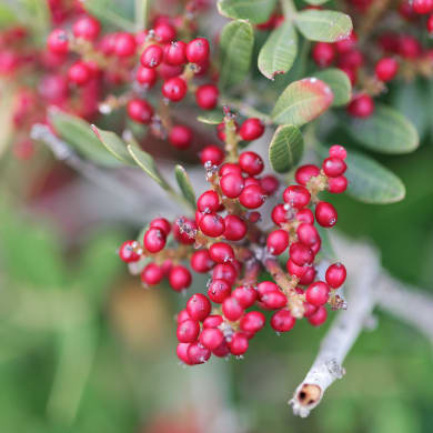 Mastixstrauch - Pistacia lentiscus