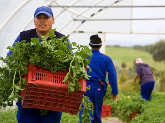 Garten, Natur, Draußen, Gartenarbeit, Person