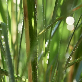 Lemongrass - Cymbopogon citratus L.