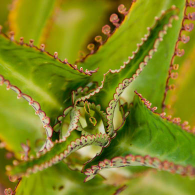 Brutblatt - Kalanchoë daigremontiana
