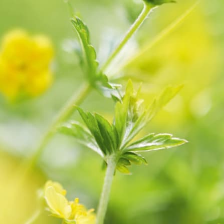 Spring, Leaf, Flower, Petal, Anemone
