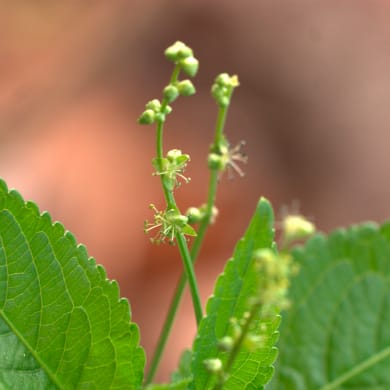 Dog´s Mercury - Mercurialis perennis L.
