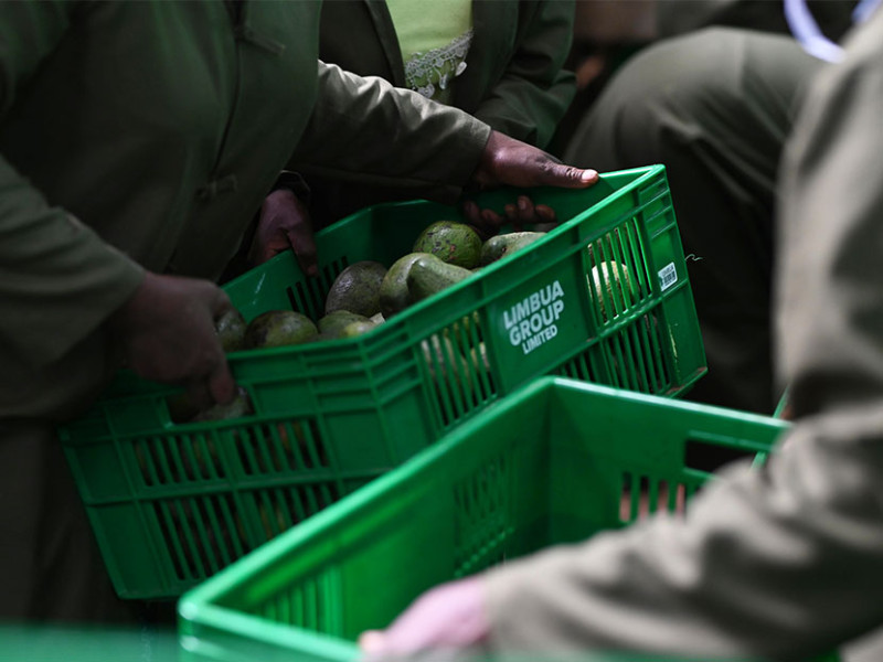 Avocados aus Kenia | Dr. Hauschka