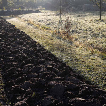 Führung durch den Heilpflanzengarten. Fokus: Bodengesundheit