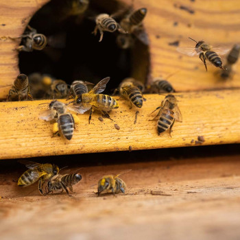 Führung durch den Heilpflanzengarten. Vortrag über biologische Vielfalt und Bienen